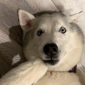 Meet your Posher, Robert